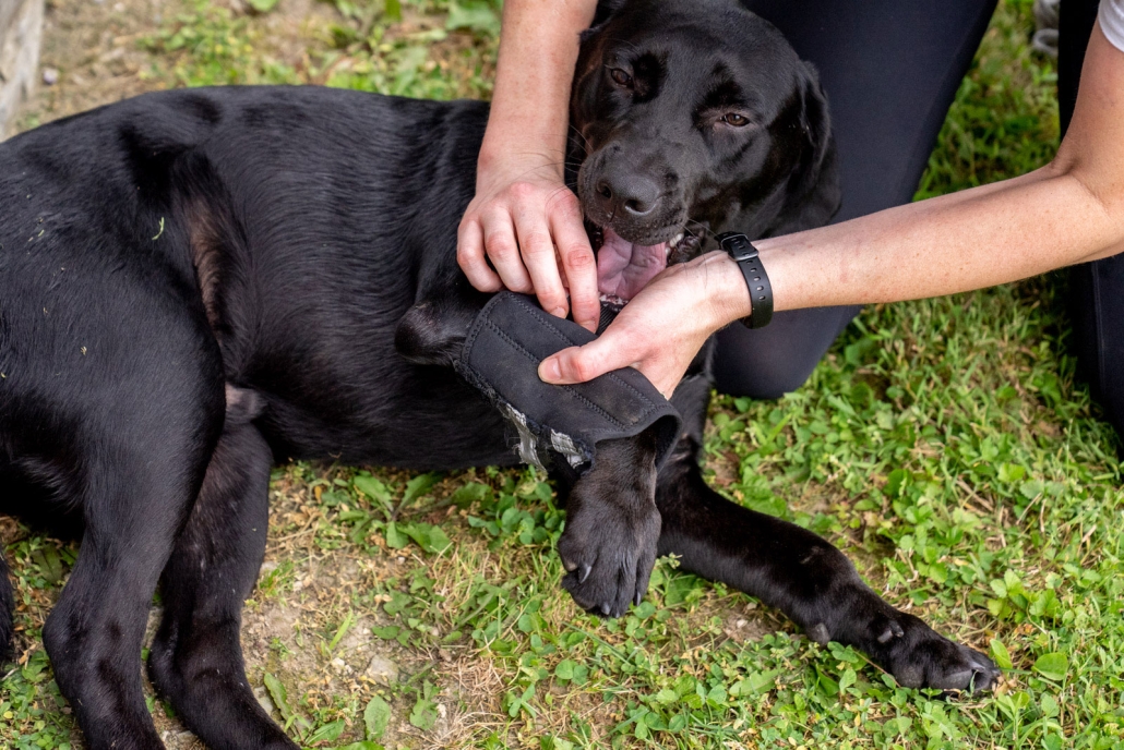 donate to animals harrisonburg