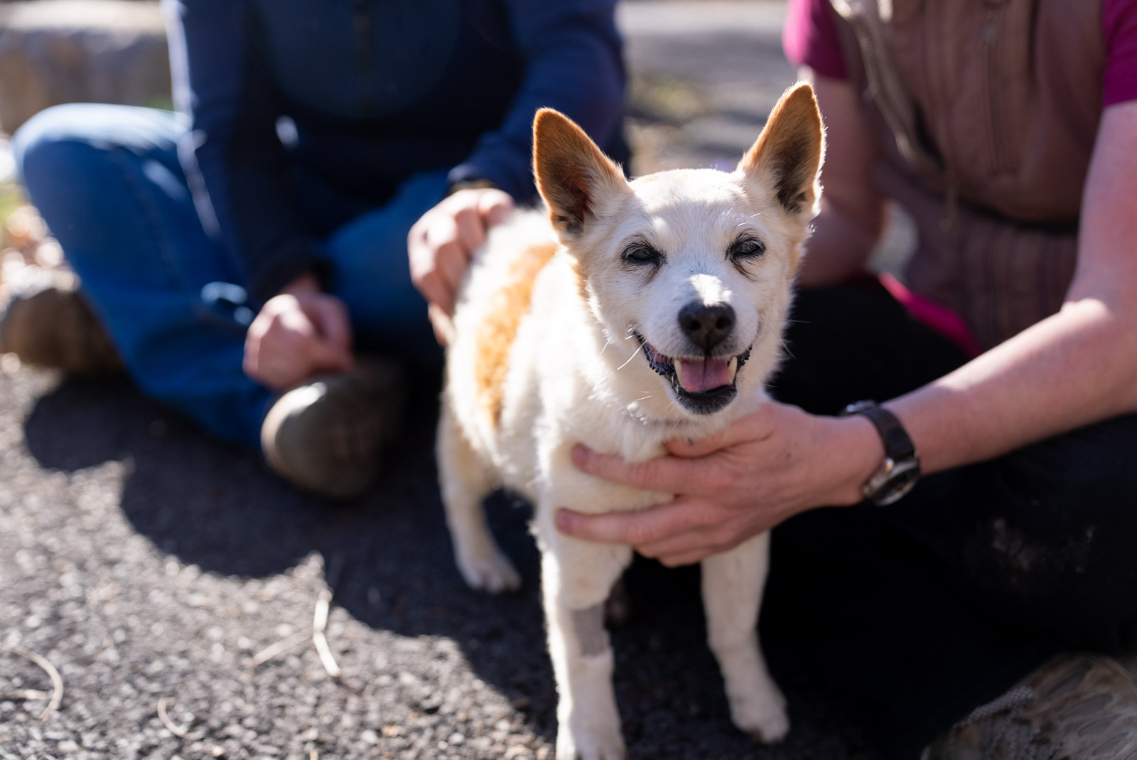 Rockingham Harrisonburg SPCA