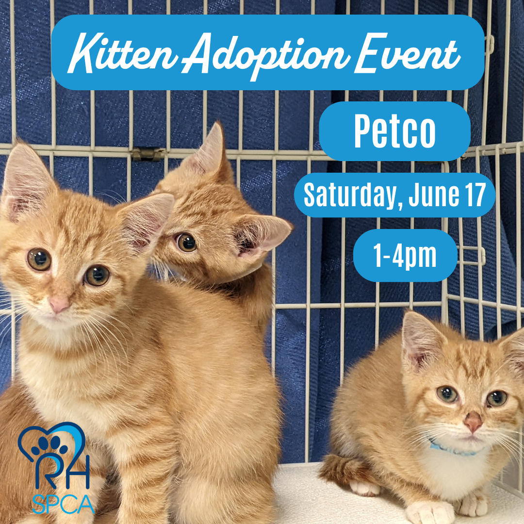 Local Cat Adoption Events in Virginia Petco Stores