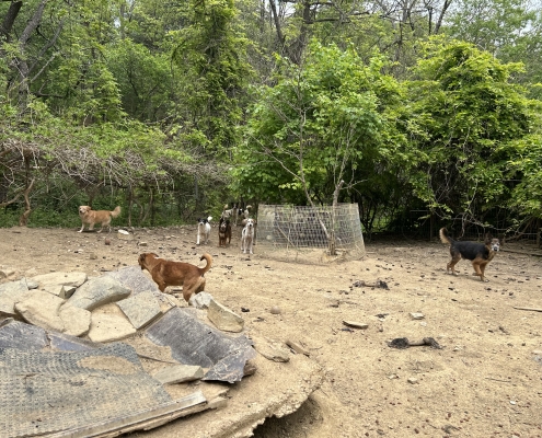 Property dogs were found at