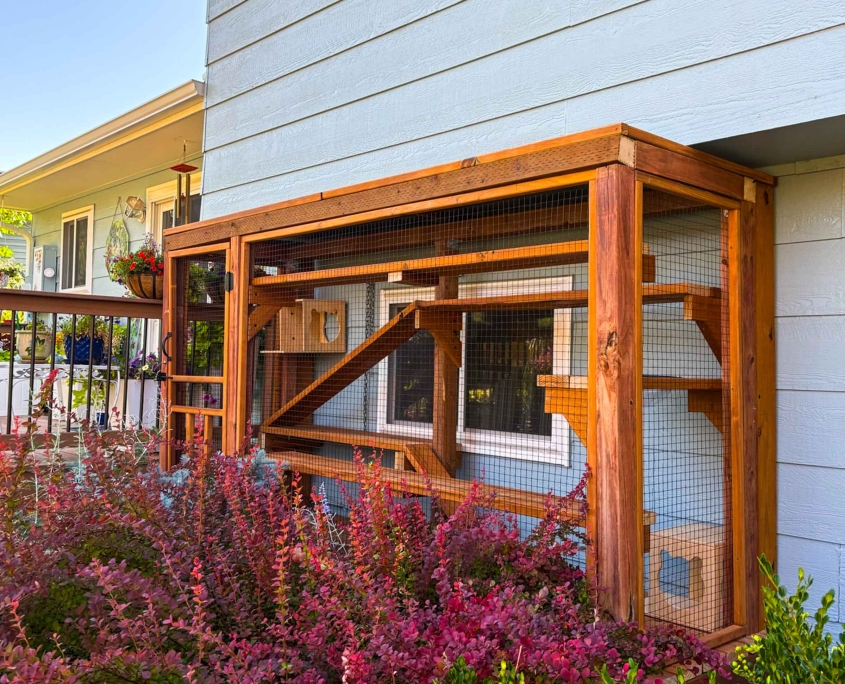 Catio Life: Safe Outdoor Fun for Indoor Cats - RHSPCA